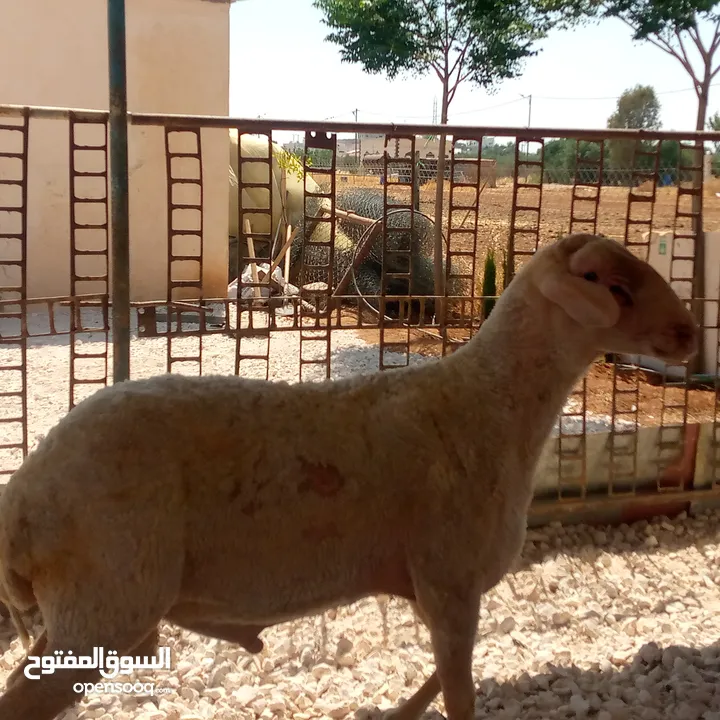 ثني مخلاع معه حبه