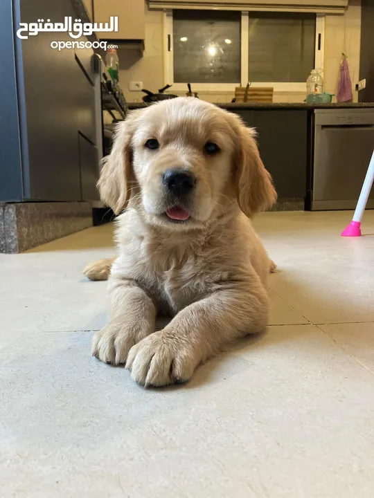 جولدن ريتريفر بريطاني آصلي  Golden retriever pure اعلى مستوى في الشرق الاوسط