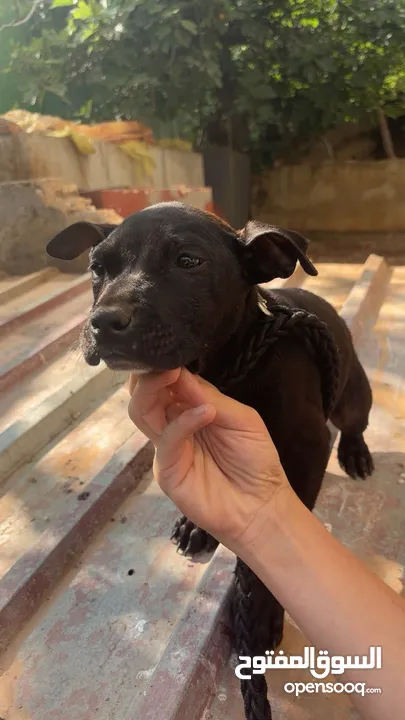 بيتبول بلاك نوز جروتين pitbull black nose puppies