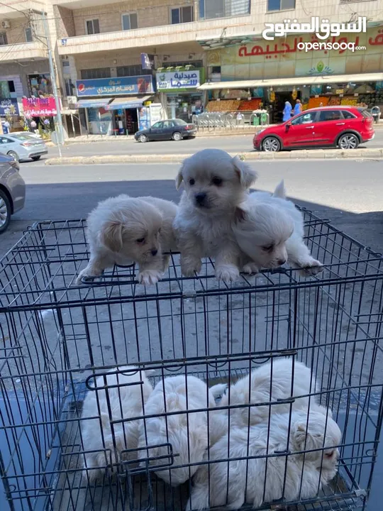 كلاب للبيع