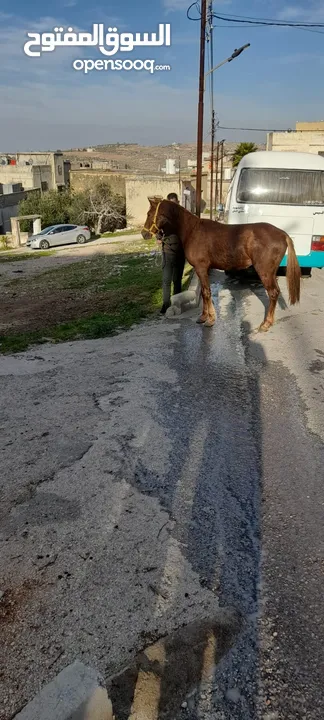 حصان عمال ساغ سلم للبيع