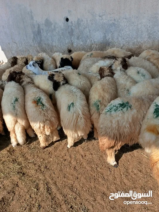 ذبيح للبيع طيبه سمان عزيمه ثلاجه خرفان طيبة هرفي جذع وتساب اتصال لتوصيل جميع مناطق قطر سوري بلدي