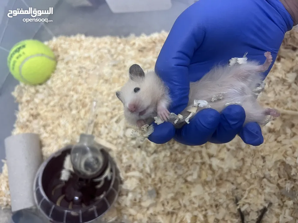 هامستر سوري اشقر العمر اقل من شهر اليف جدا معاه مكان واسع مخصص بالكامل فيو جميع احتياجاته