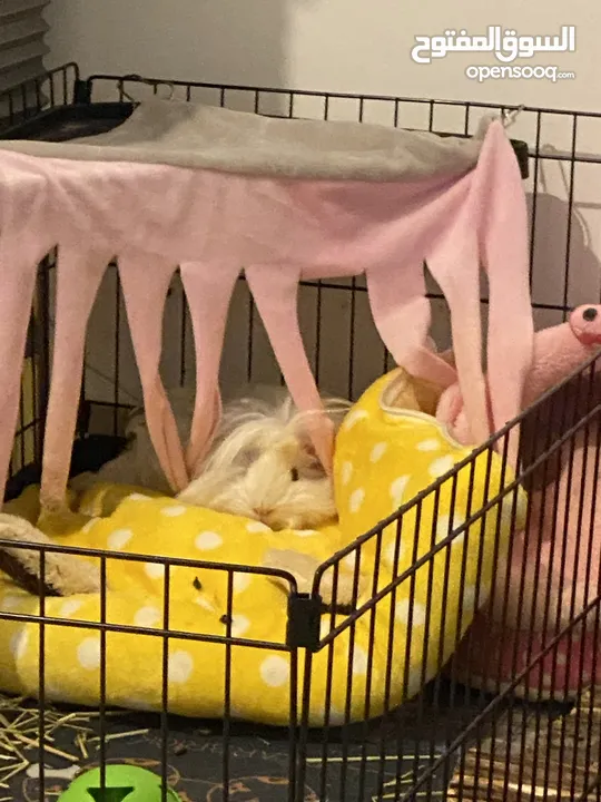 2 female Guinea pigs