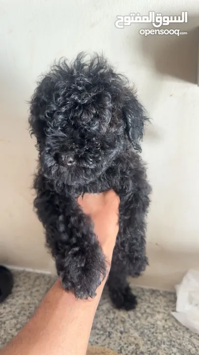 Pure toy poodle