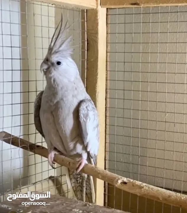 beautiful,  clean and healthy female cockatiel