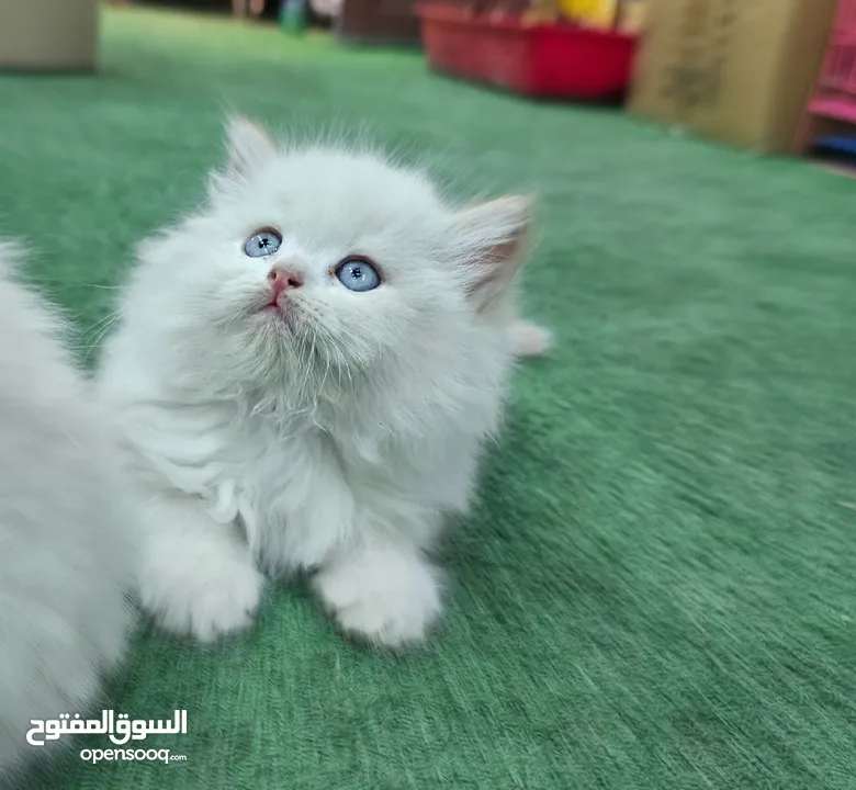 همالايا اقرا الوصف