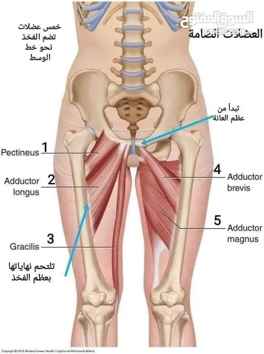 مدرب لياقه بدنيه وبناء أجسام ومدرب سباحه