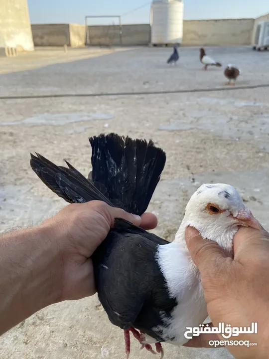 كوم حمام للبيع