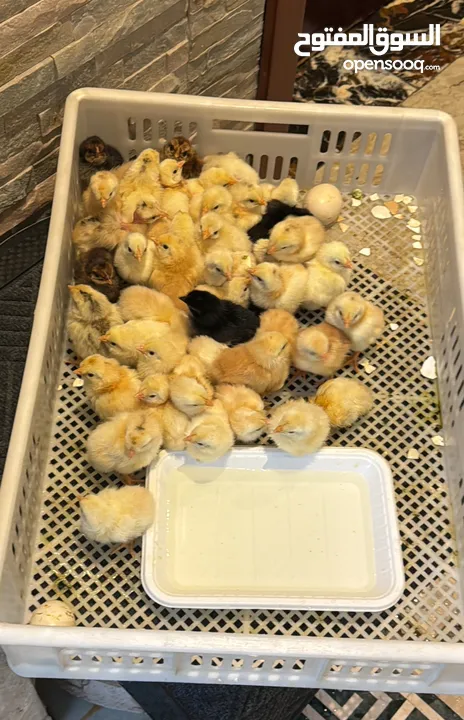 صيصان محلي + فرنسي  Chicks for sale