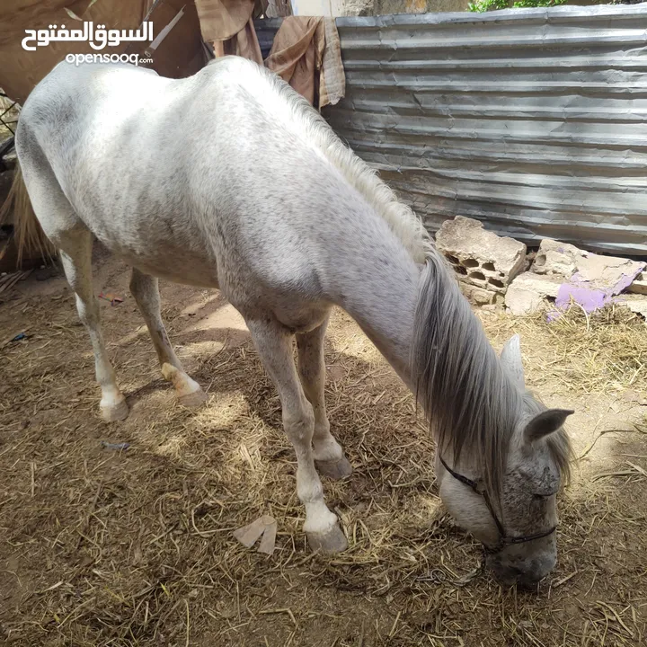 فرس بل صلاة على النبي ساغ ولا غلطة