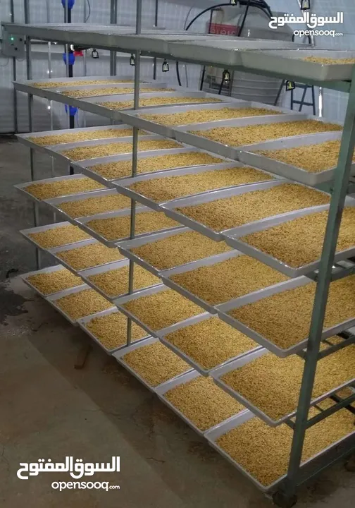 استنبات شعير  شعير مستنبت Sprouted   صواني استنبات شعير Barley germination barley