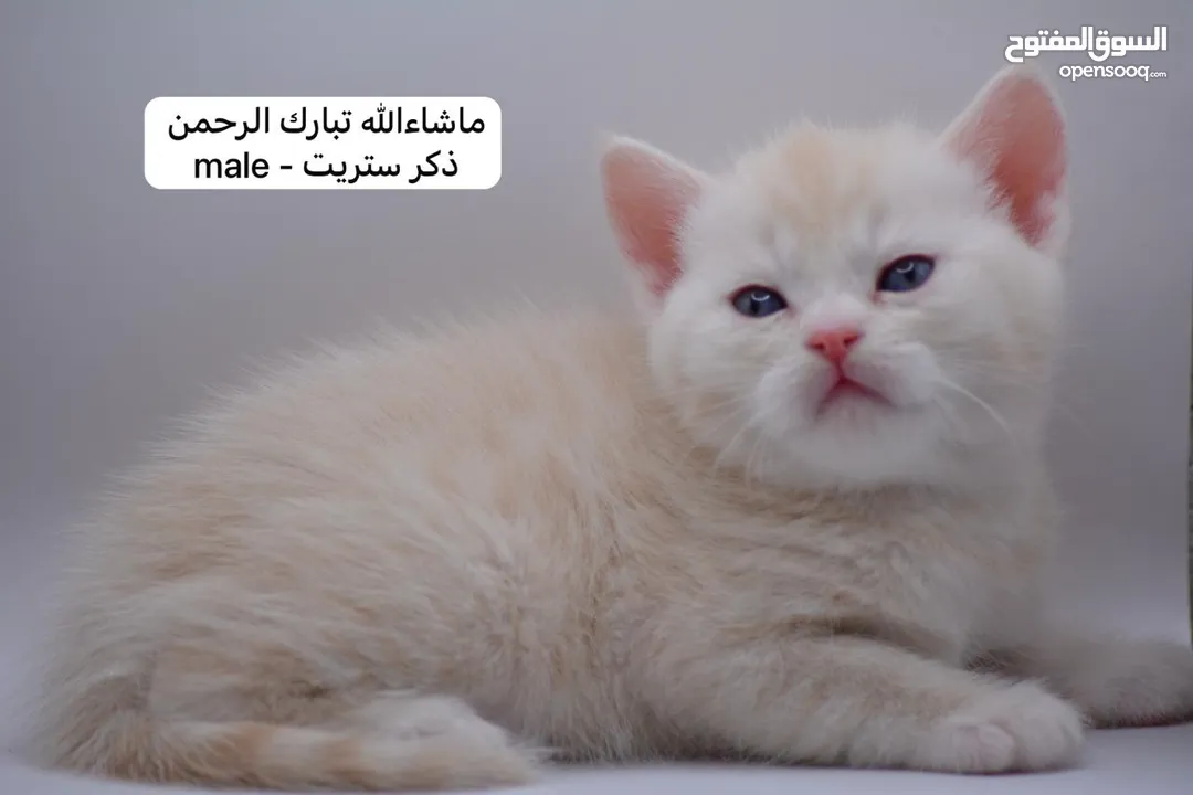 سكوتش كيتن فولد وستريت الوان مميزه ليلك ومشمشي وغيرها 15 كيتن