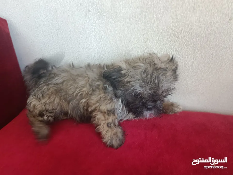 3 month old Shih Tzu puppies for sale