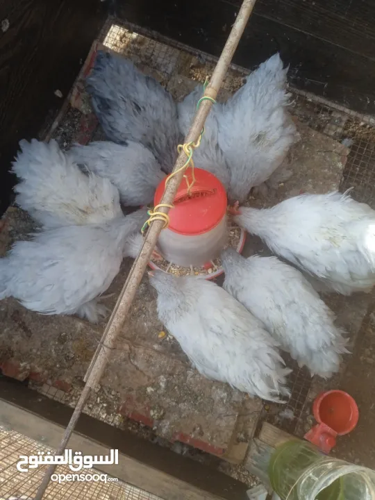 دجاج كوتشينا لفندر