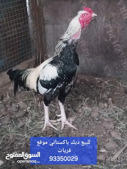 ديك باكستاني