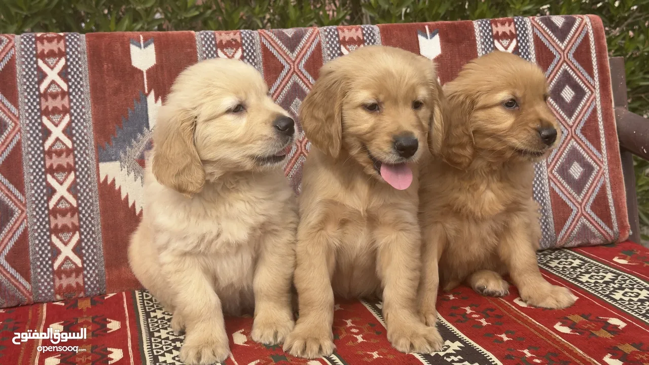 للبيع جولدن ريتريڤر for Sale Golden Retriever