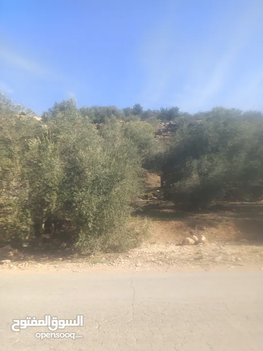 ارض زراعيه في بلعا دير الغصون