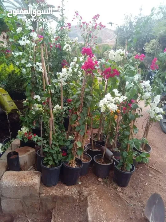 مشاتل الرويال لزراعه ومتابعه الاشجار