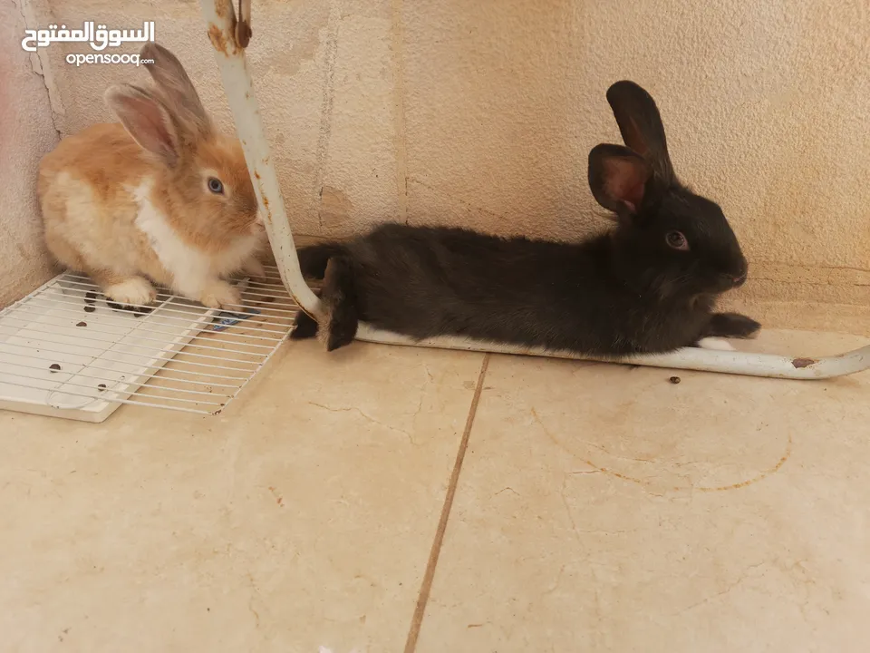 ارانب  lion head ذكور نوعهم راس الاسد Rabbits