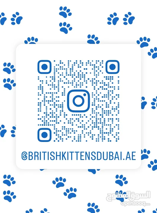 Scottish British shorthair longhair kittens British shorthair Scottish fold kittens Scottish