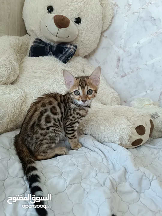 Bengal kittens