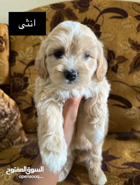 جراء فرينش تيرير للبيع