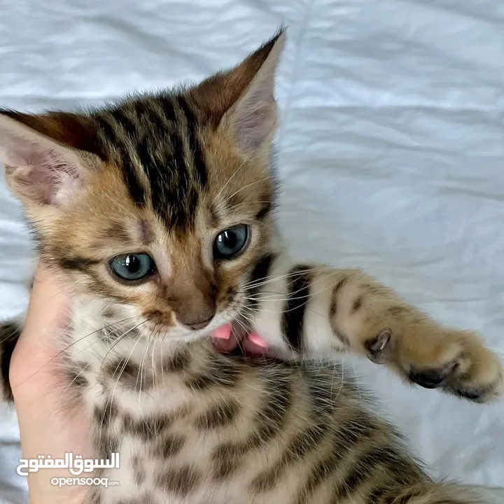 Bengal kittens available