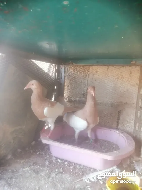 جوزين يهودي جوز اصفر وجوز احمر على صفره
