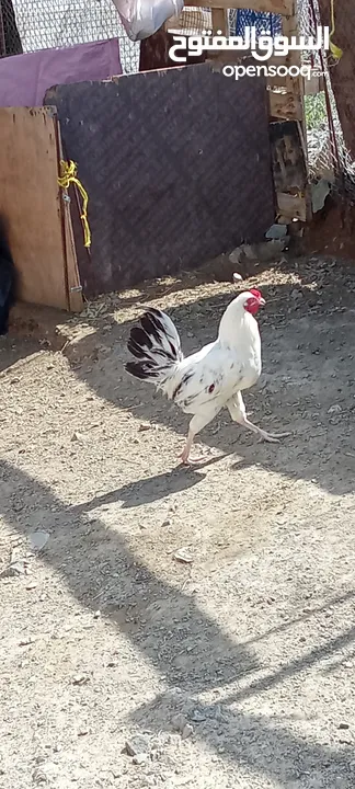 المشروع بيع الدجاج العماني والخارجي المتواجد في مزرعتنا