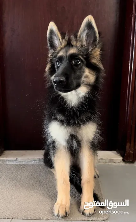 German shepherd female puppy