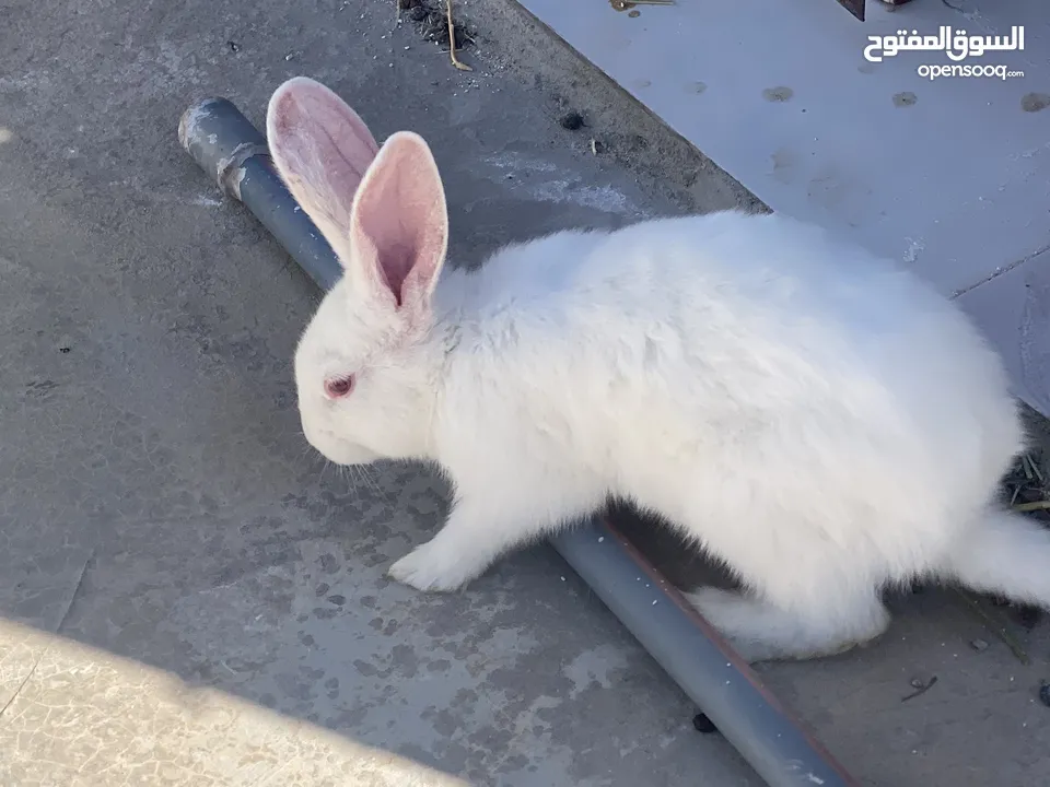 أرانب بصحة فوق الممتازه و مأكل ومشرب من افضل ما يكون مختلفة الأنواع و الأحجام والأعمار للبيع حصرا