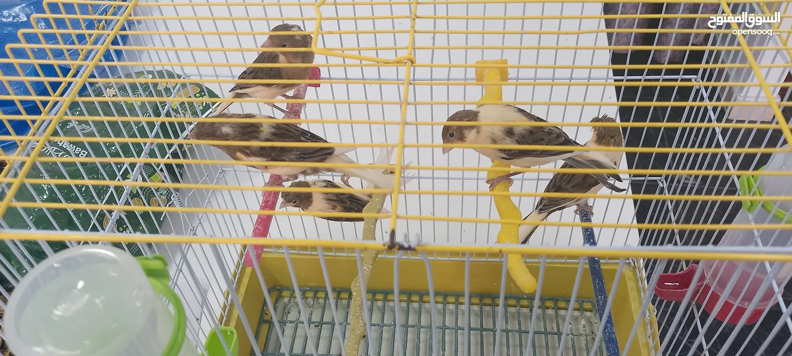 5 عصافير كنار