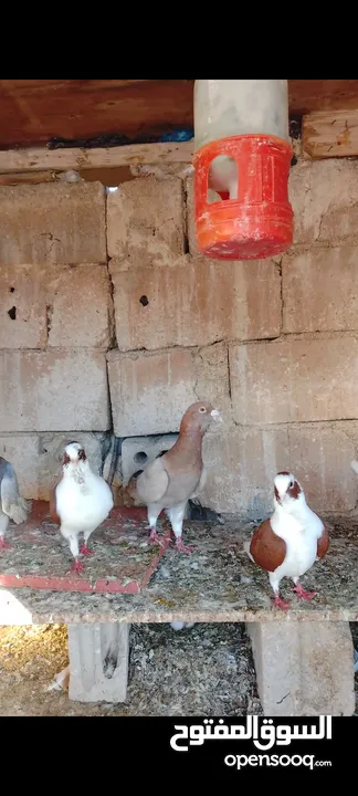 6 جواز شغالات للبيع اقراء الوصف قبل ماترن  كل جوز اله سعر؛او كوم ع 5 الجوز