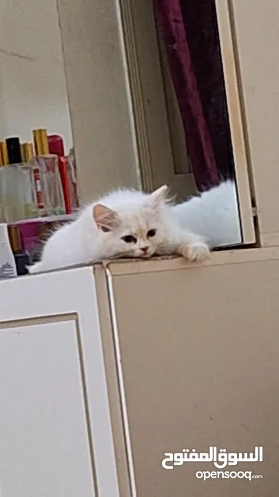 Persian kitten 3.5 months old
