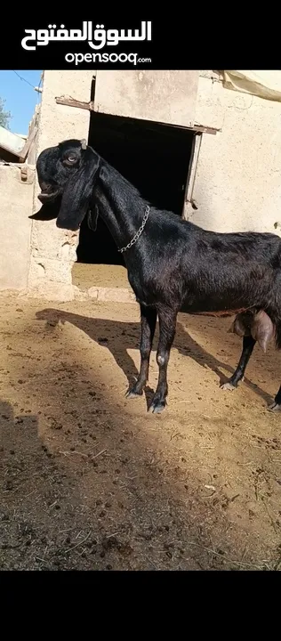 جدي شامي ابيض ابرص توب ثني حبتين على كل جال وثلث معزا مراح توب التوب مقنوي