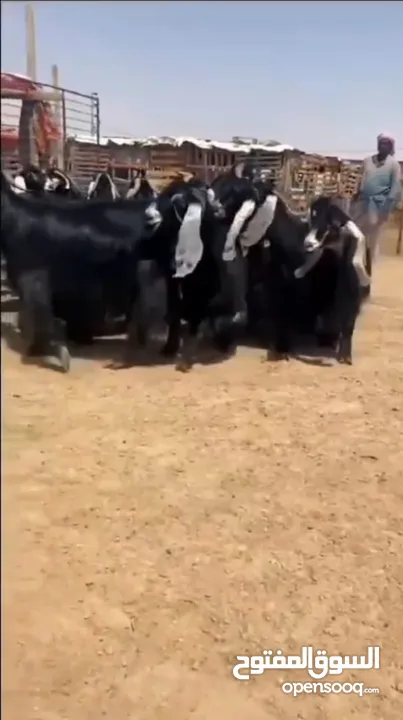 80 من الماعز