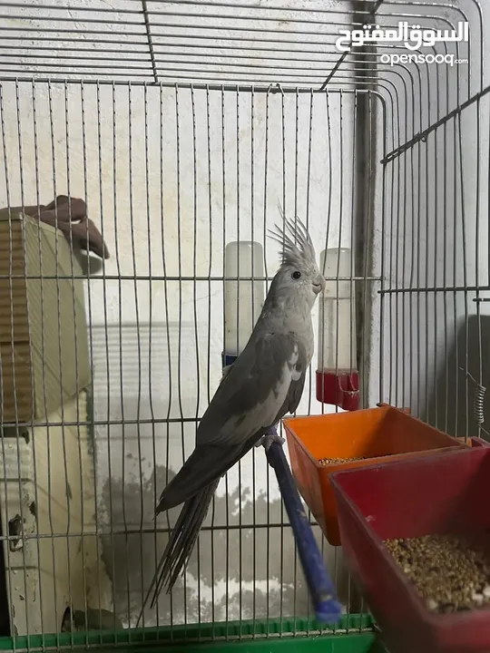 طيور كوكتيل