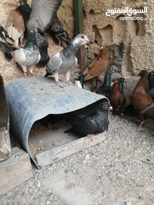 حمام جواز وفلت