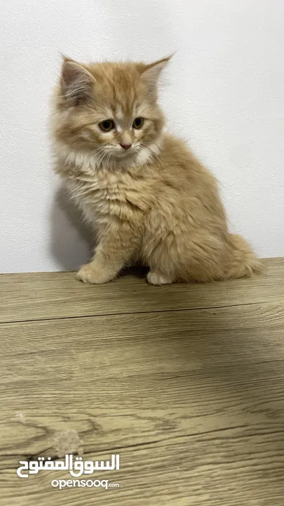 Himalayn Persian mix male and female 2 months old