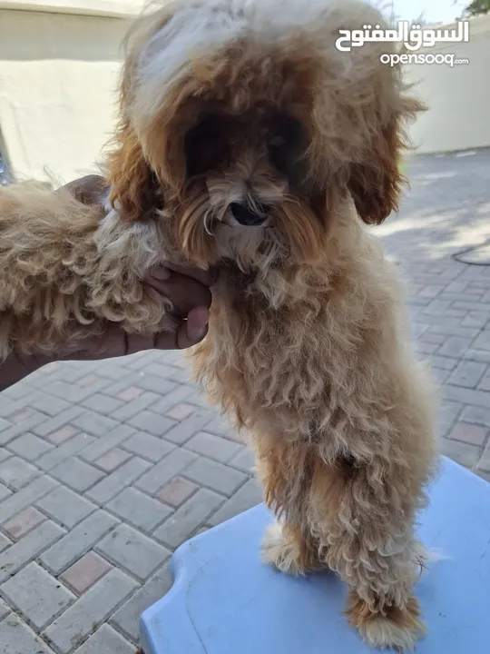 Toy Poodle female 3months  for sale