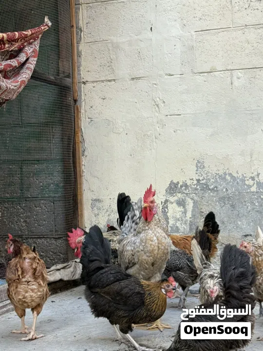 دجاج وديوك للبيع