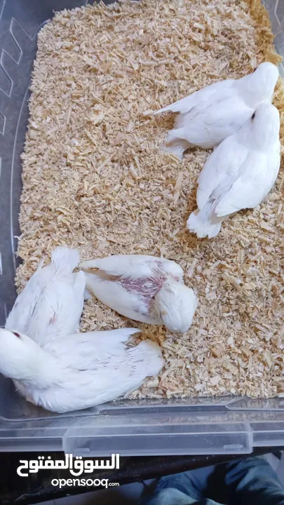 يتوفر ببغاء اليف زق يدوي  لوري اليف قرين شيك الي كوكتيل اليف  دره اليف  روز اليف  فشر اليف  حب اليف
