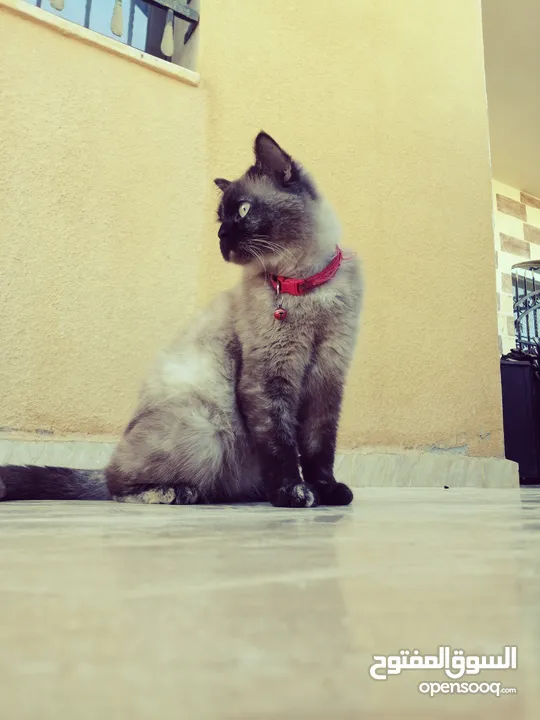 بسينة هملايا عمرا سنة