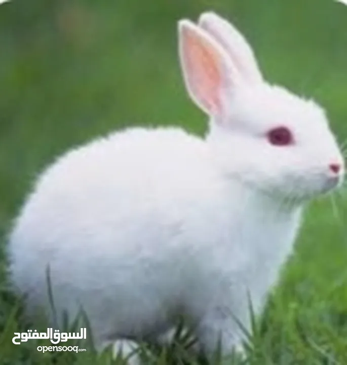 ارانب لون ابيض وموجود لون اسود