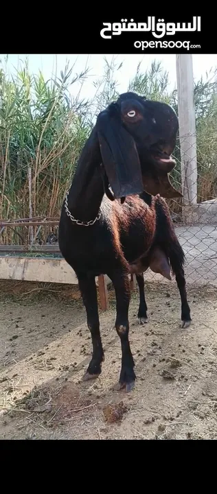 جدي شامي ابيض ابرص توب ثني حبتين على كل جال وثلث معزا مراح توب التوب مقنوي