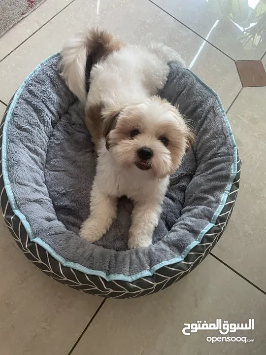 Male 8 months Shih tzu