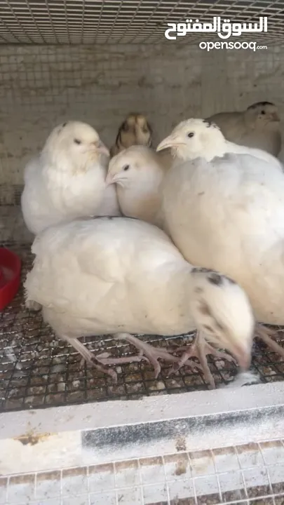 يوجد لدينا فر لل بيع