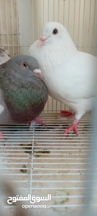 Big pigeon  male and female for sale