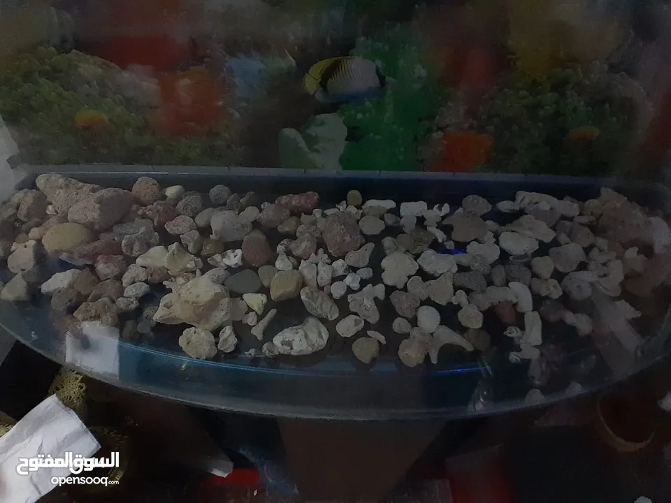 احواض سمك للبيع بجوده عاليه
